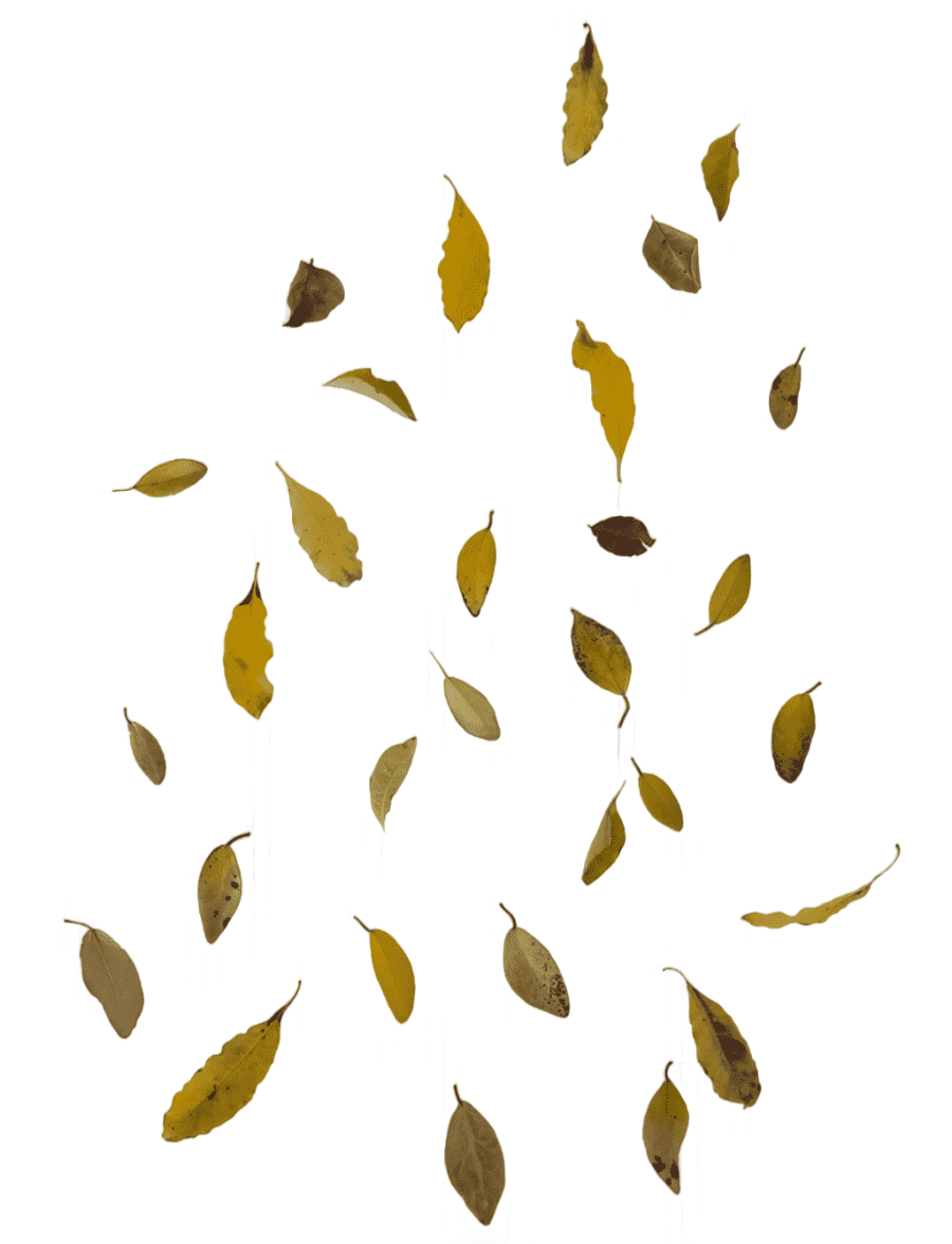 png clipart falling dried leaves autumn leaf color falling leaves image file formats leaf