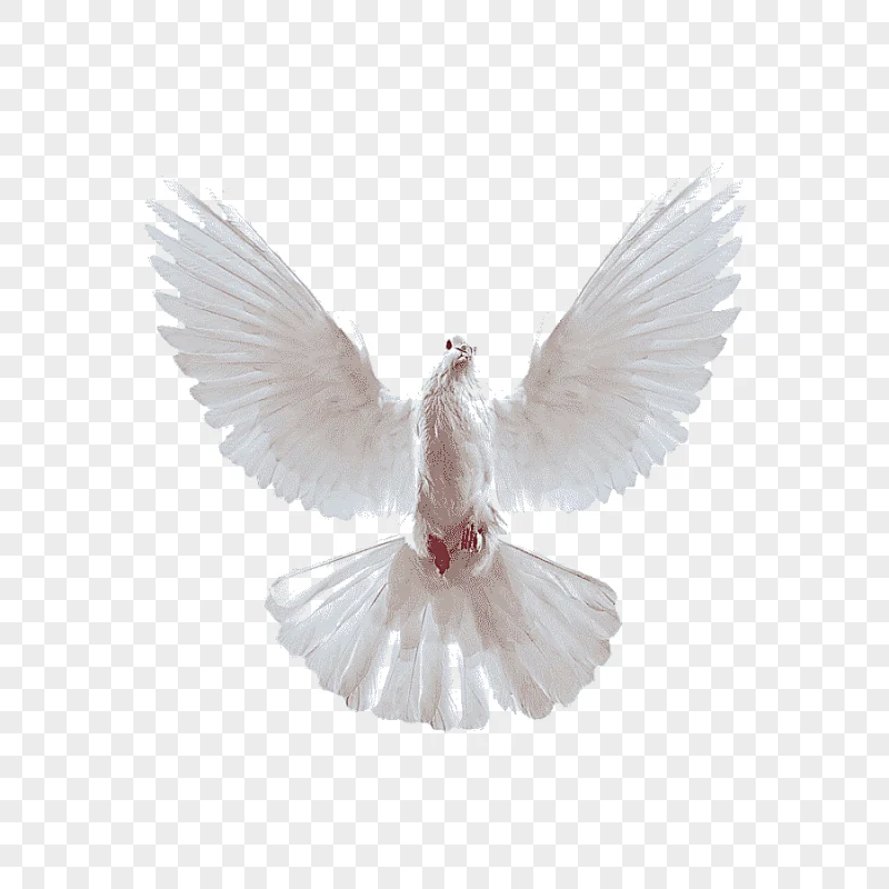 png clipart flying pigeon creative white pigeon pigeon pictures squab