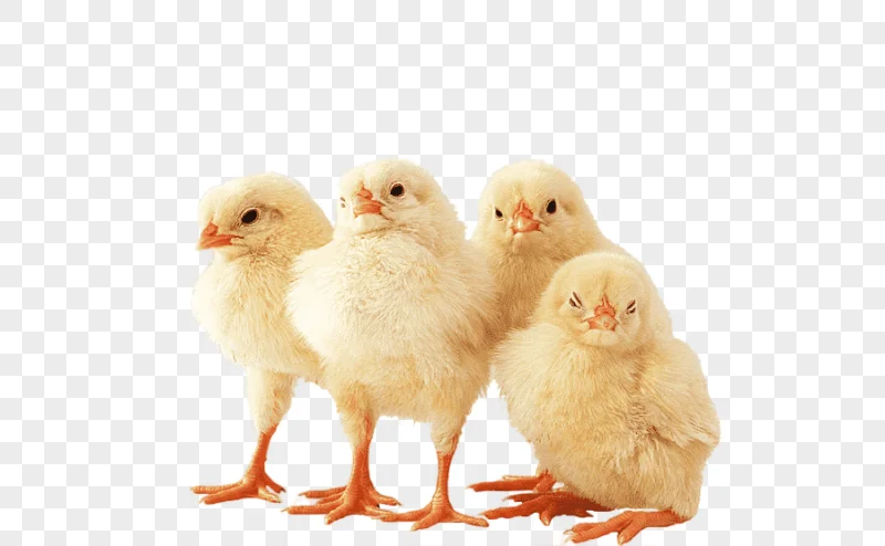 png clipart four chicks chicken bird chick animals galliformes