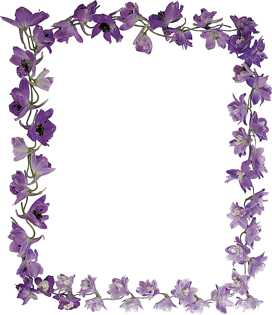 png clipart frames flower violet purple pearls photography color