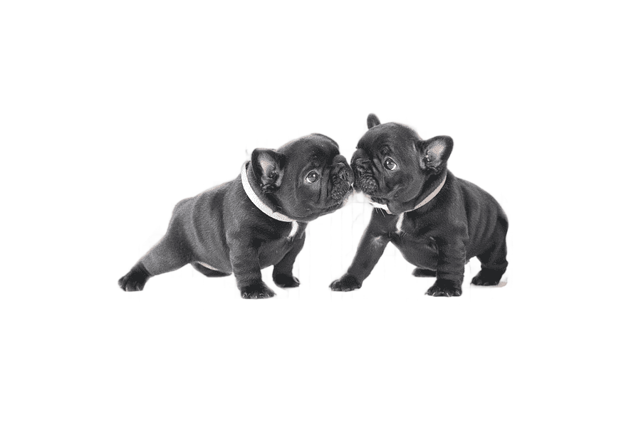 png clipart french bulldog boxer pug american bully cute dog bullfighting english mammal