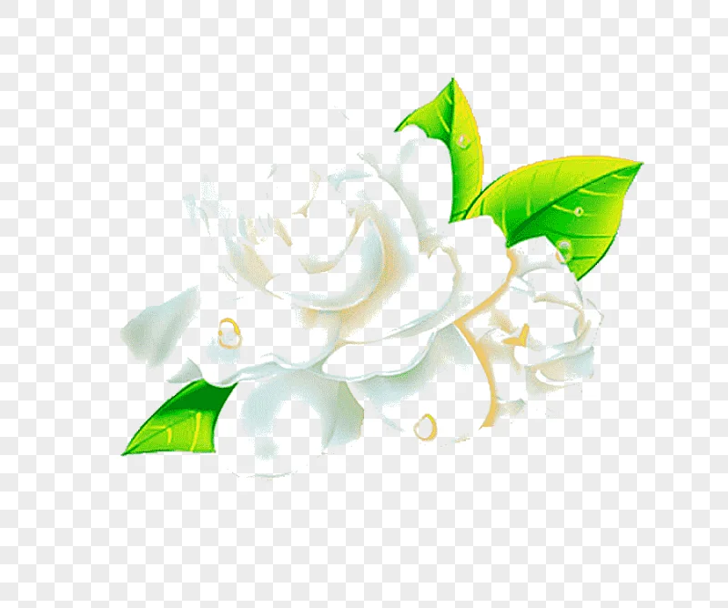 png clipart fresh jasmine material jasmine flowers