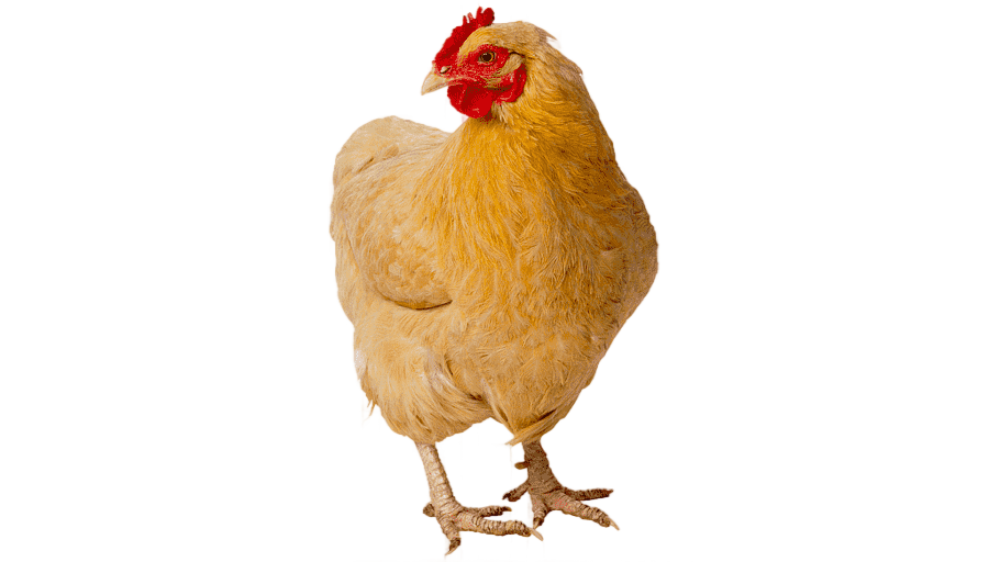 png clipart fried chicken broiler chicken meat chicken animals chicken meat