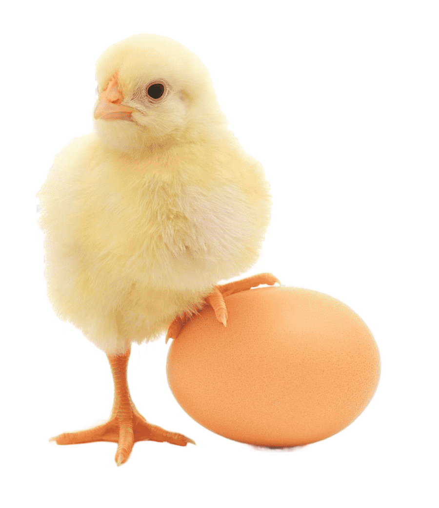 png clipart fried chicken deviled egg chicken or the egg chicken food animals