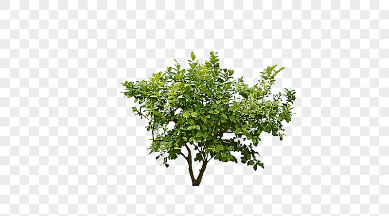 png clipart green leaf tree shrub plant forest trees leaf tree branch