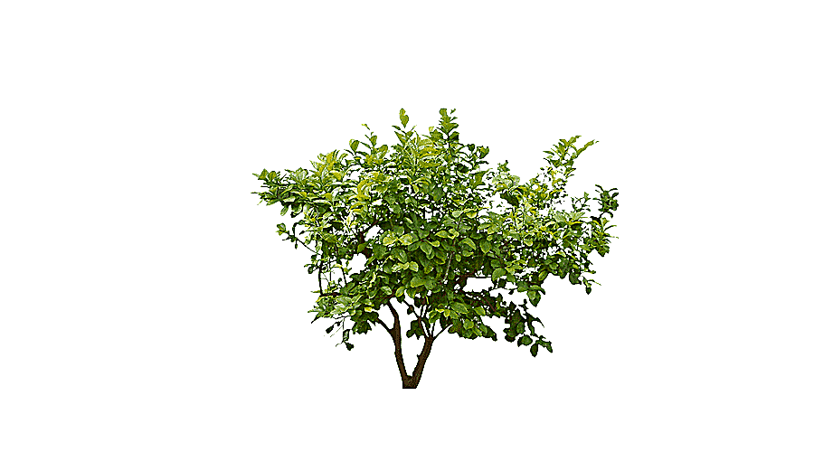 png clipart green leaf tree shrub plant forest trees leaf tree branch