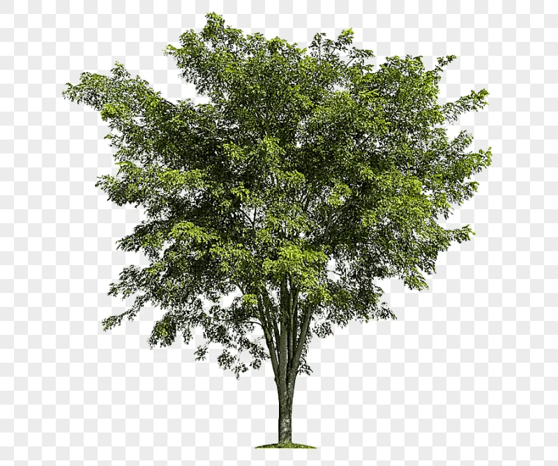 png clipart green leafed tree tree branch forest lush trees template leaf