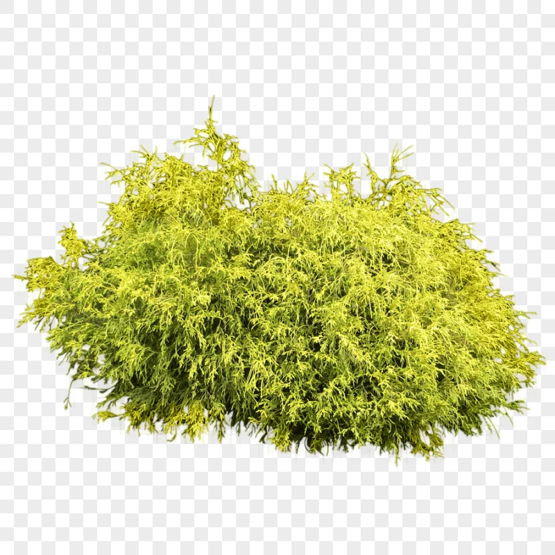 png clipart green moss shrub bush plant leaf grass
