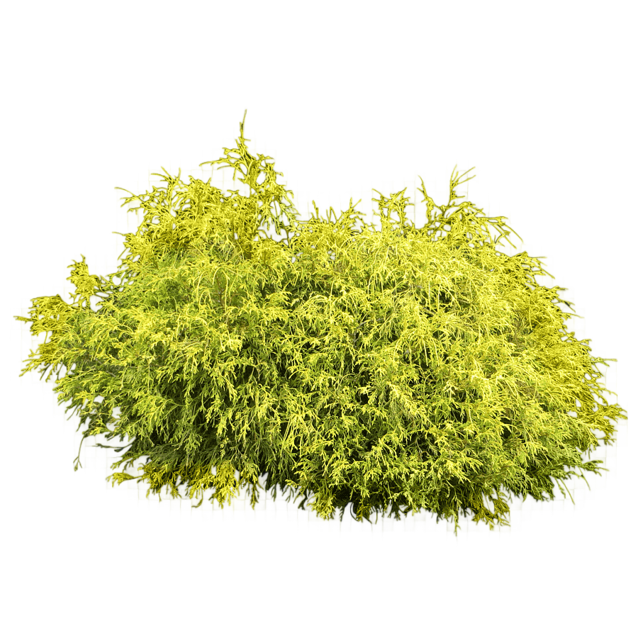 png clipart green moss shrub bush plant leaf grass