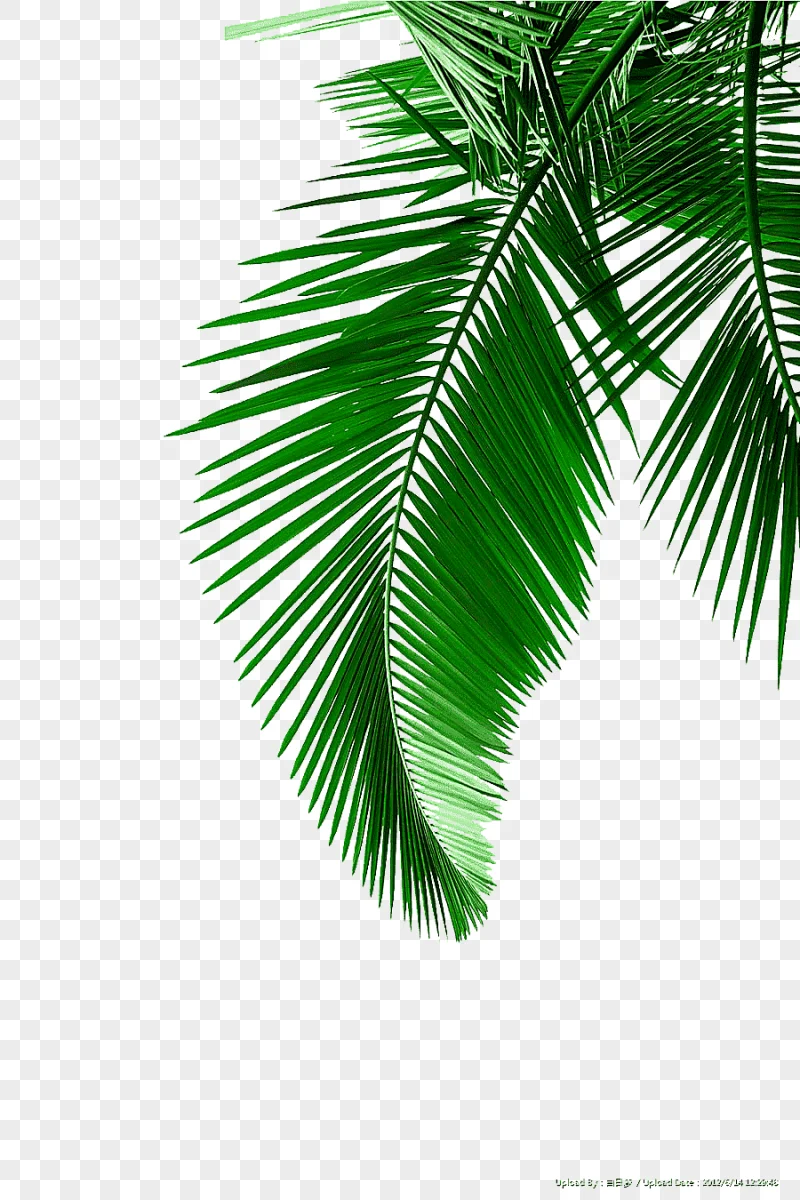 png clipart green palm leaves material green leaves green