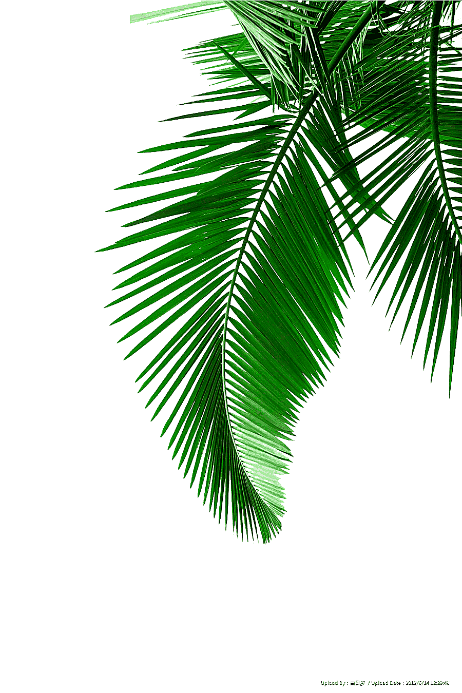 png clipart green palm leaves material green leaves green