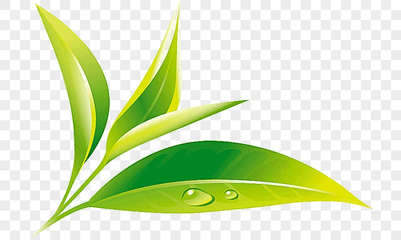 png clipart green tea tea culture u9752u8336 green tea leaf tea