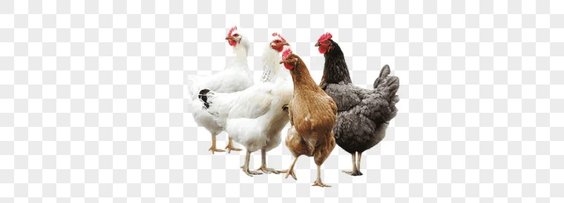 png clipart group of chickens poultry animal