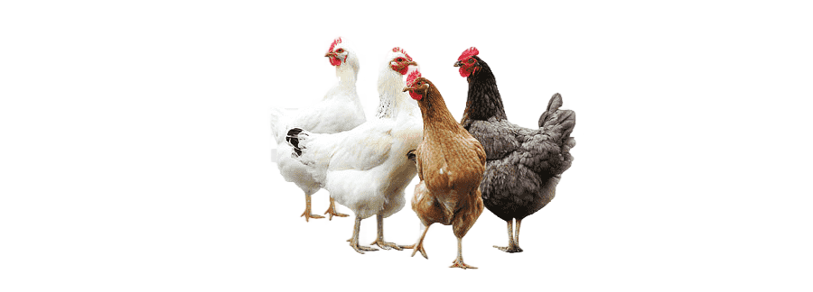 png clipart group of chickens poultry animal