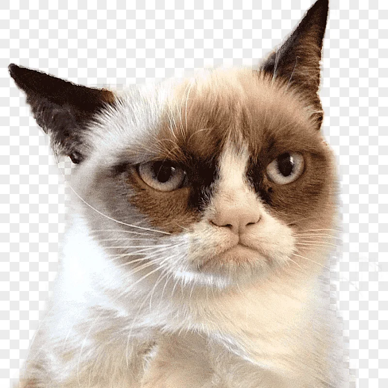 png clipart grumpy cat snowshoe cat aegean cat ragamuffin cat felidae kucing cat like mamm