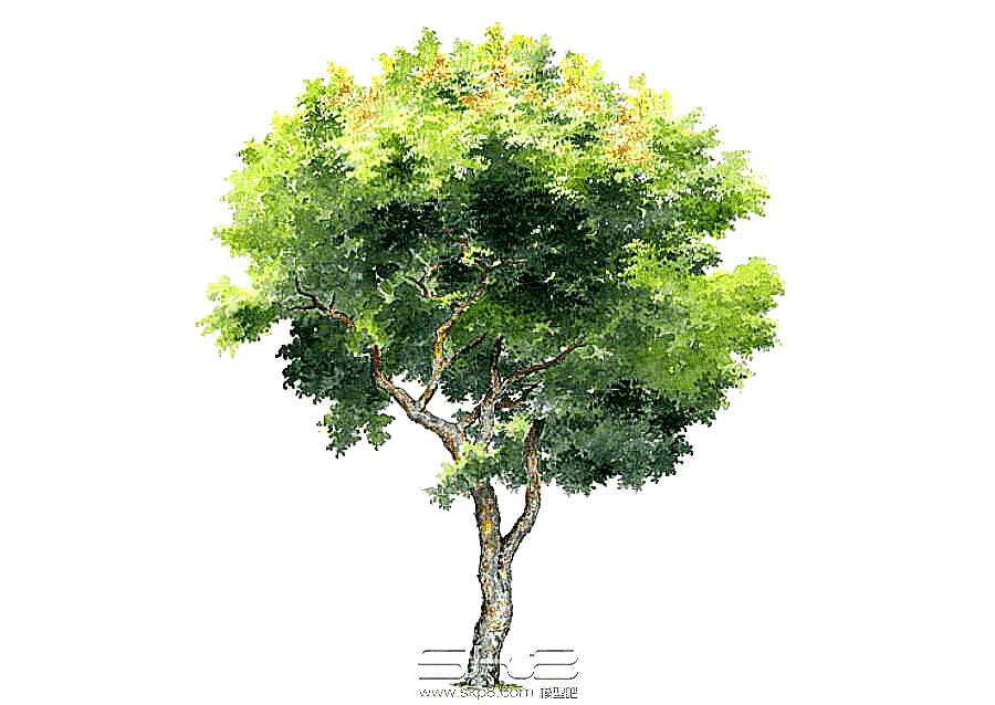 png clipart hand painted trees hand painted watercolor