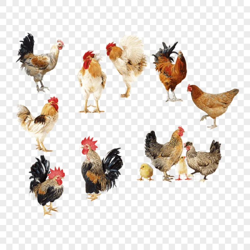 png clipart hens and roosters rooster chicken broiler egg chicken album album food