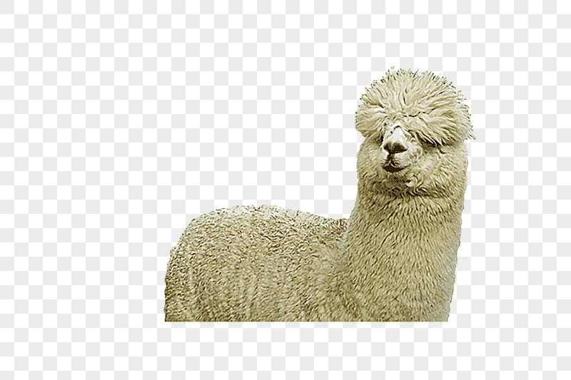 png clipart huacaya alpaca alpaca farm alpaca fiber llama wool alpaca miscellaneous mammal