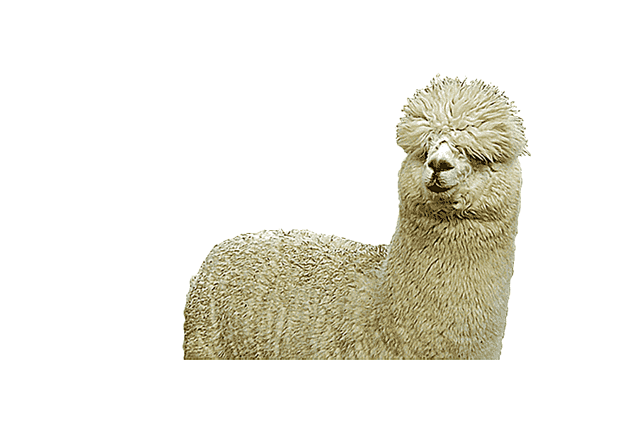 png clipart huacaya alpaca alpaca farm alpaca fiber llama wool alpaca miscellaneous mammal