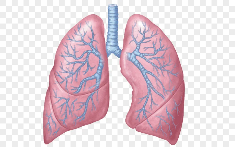 png clipart human lungs illustration lung respiratory system respiratory tract anatomy res