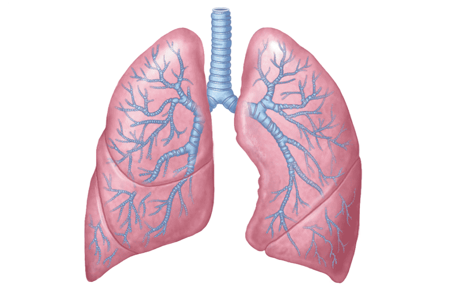 png clipart human lungs illustration lung respiratory system respiratory tract anatomy res