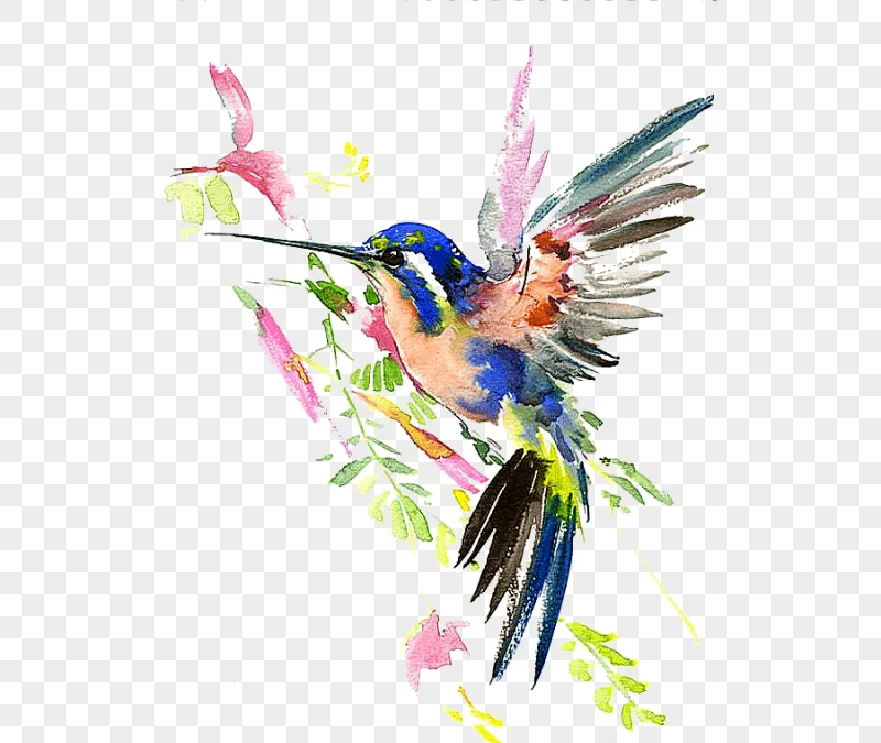 png clipart hummingbird watercolor painting drawing hummingbird painting of blue and pink