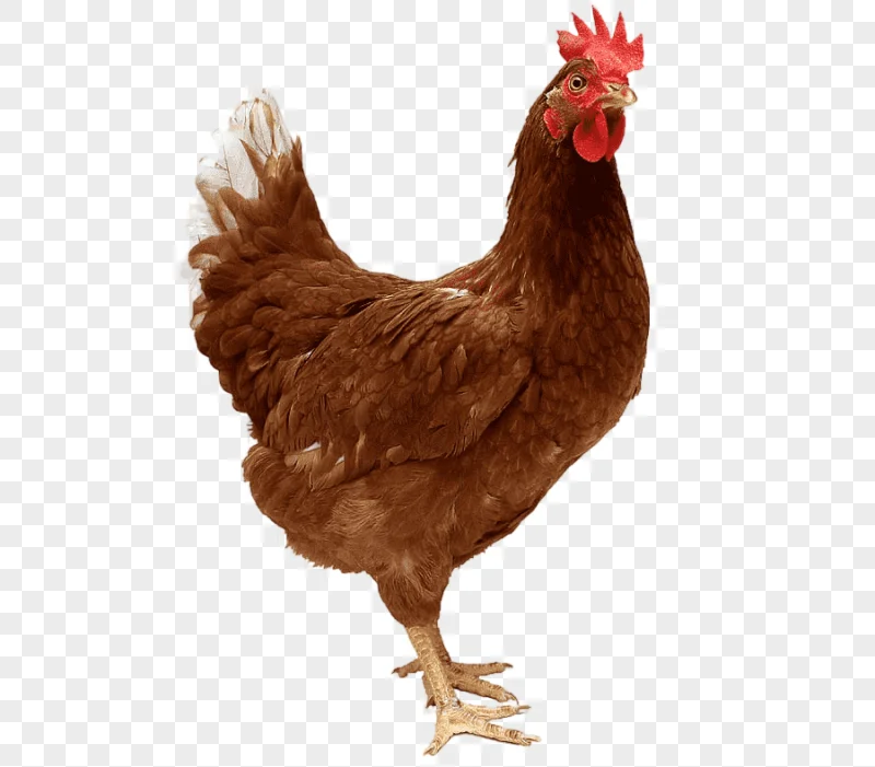 png clipart kadaknath ayam cemani chicken coop hen poultry galliformes chicken