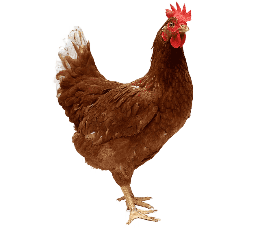 png clipart kadaknath ayam cemani chicken coop hen poultry galliformes chicken