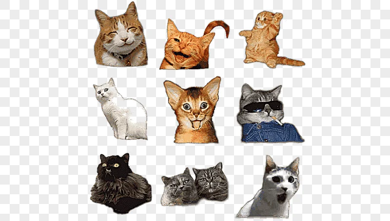 png clipart kitten domestic short haired cat whiskers shiba inu kitten animals cat like ma