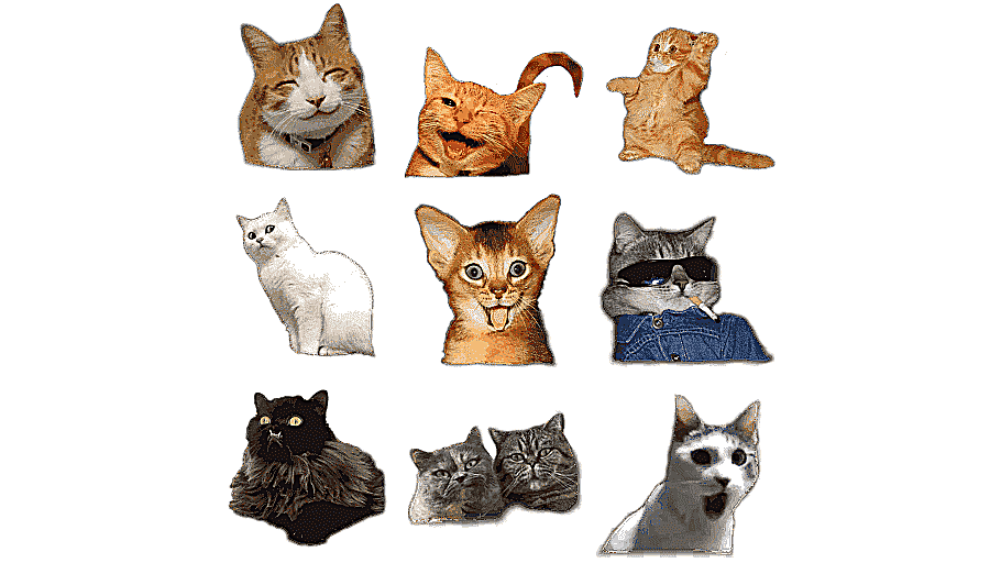 png clipart kitten domestic short haired cat whiskers shiba inu kitten animals cat like ma