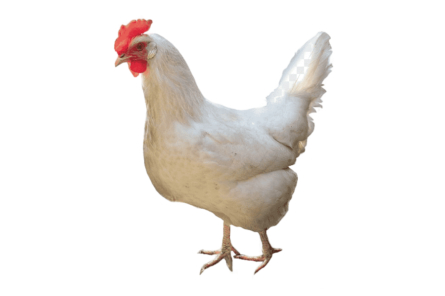 png clipart leghorn chicken broiler fried chicken graphy chicken as food fried chicken leg