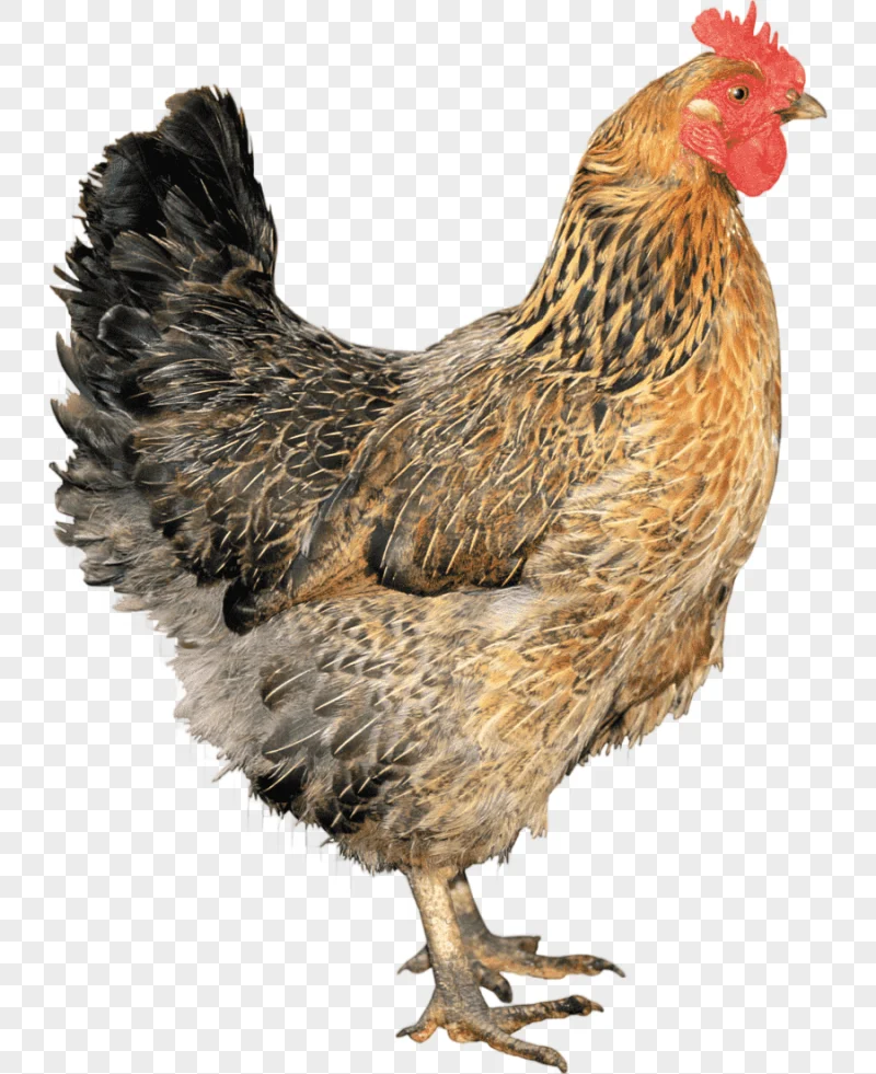 png clipart leghorn chicken solid white fowl chicks miscellaneous chicken