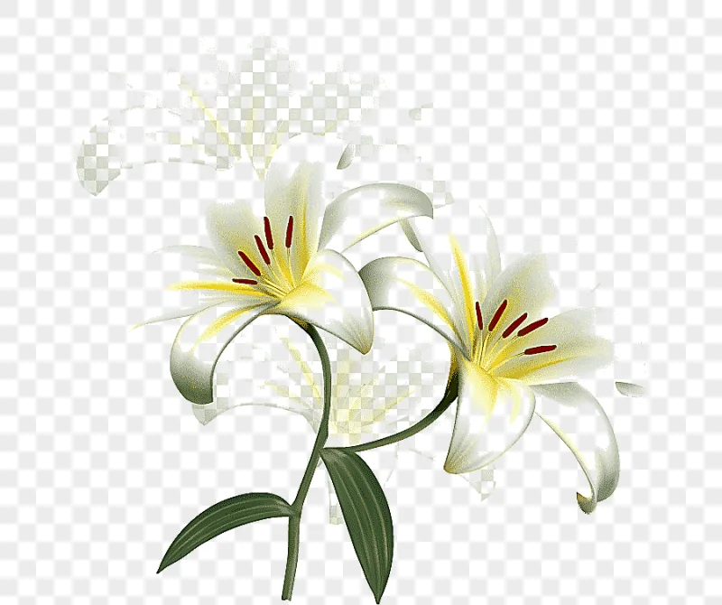 png clipart lilium candidum easter lily flower desktop beauty scatters flowers white flowe