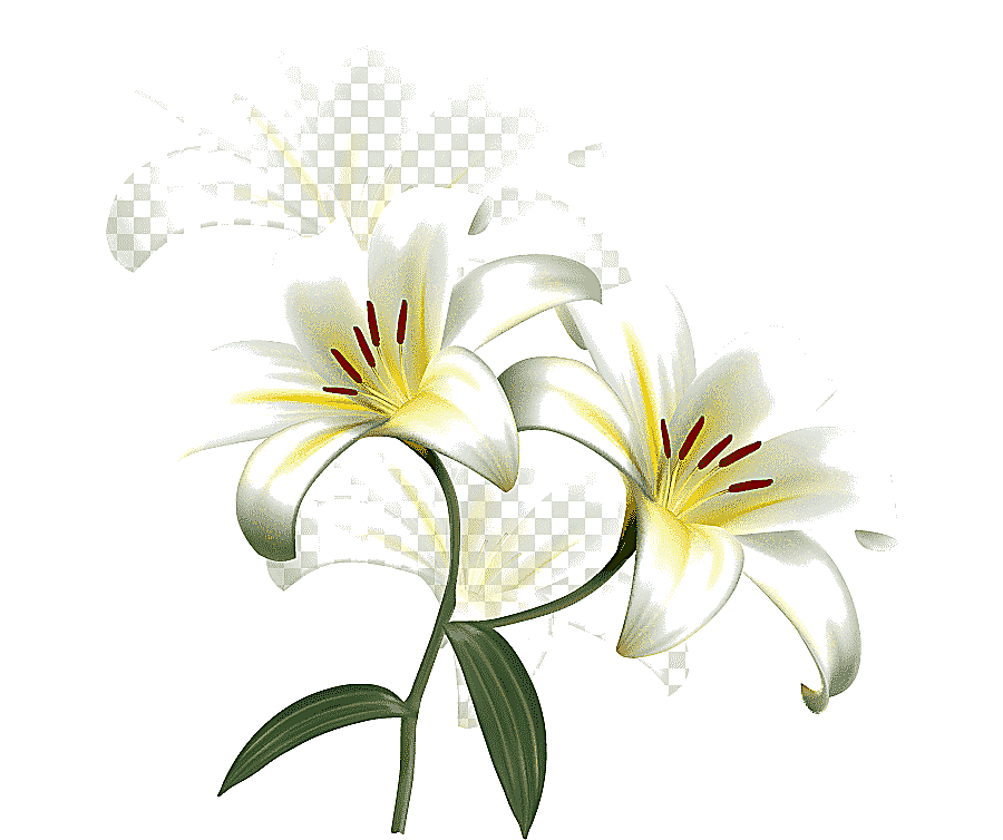png clipart lilium candidum easter lily flower desktop beauty scatters flowers white flowe