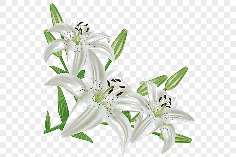 png clipart lilium candidum easter lily flower white roses white color