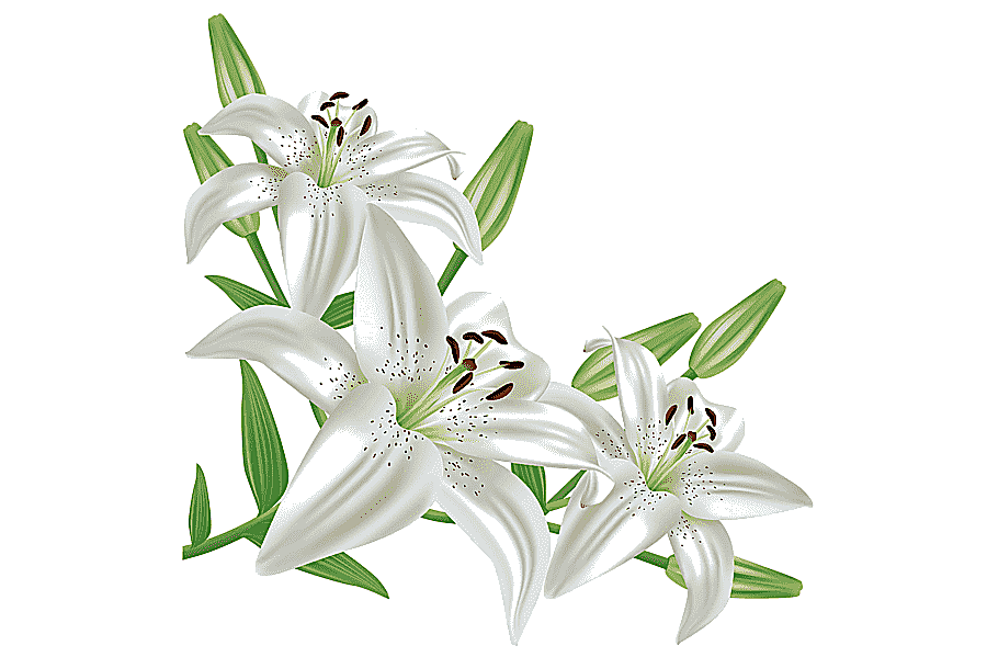 png clipart lilium candidum easter lily flower white roses white color