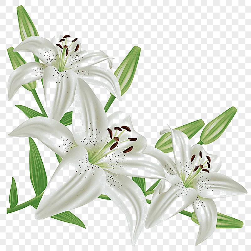 png clipart lilium candidum flower easter lily arum lily white lilium three white flowers