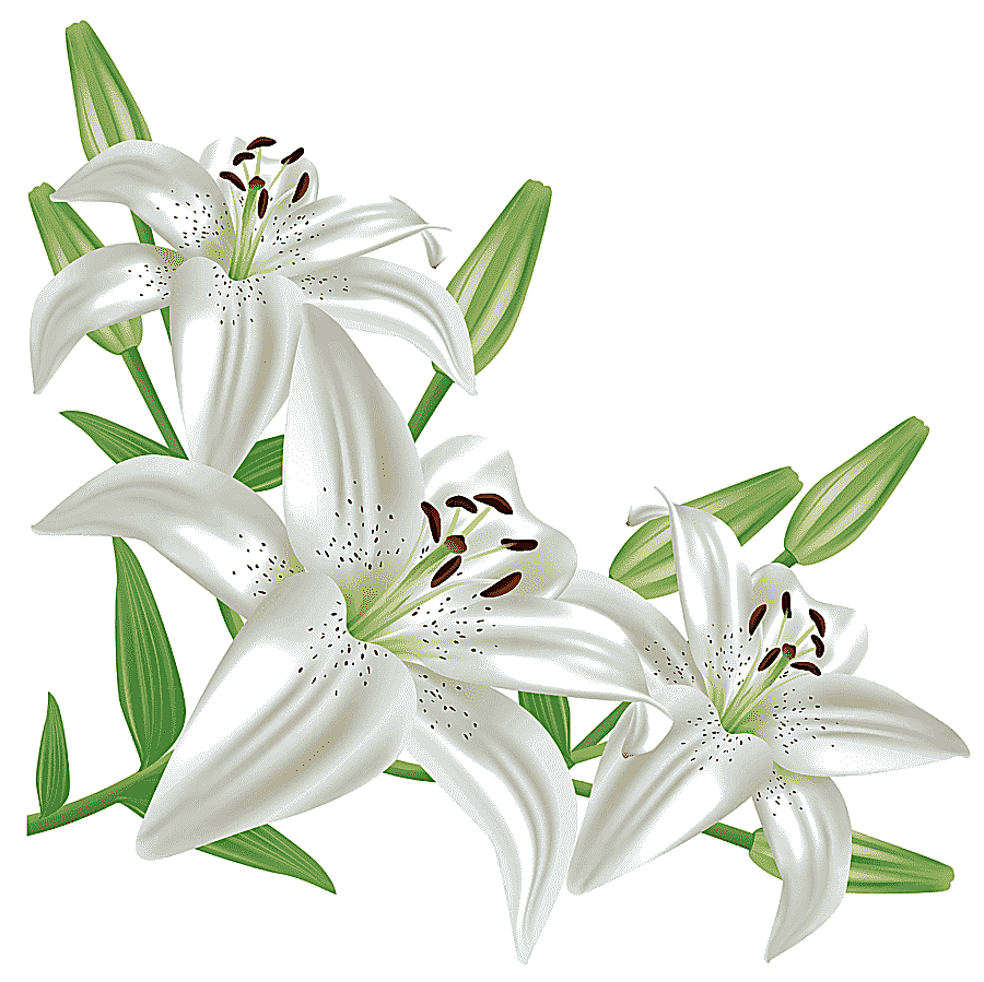 png clipart lilium candidum flower easter lily arum lily white lilium three white flowers