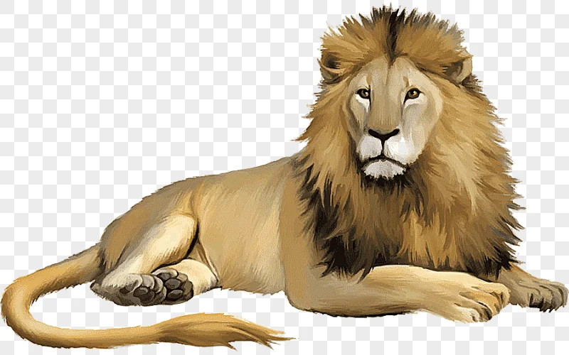 png clipart lion cartoon animal illustration lion comics mammal