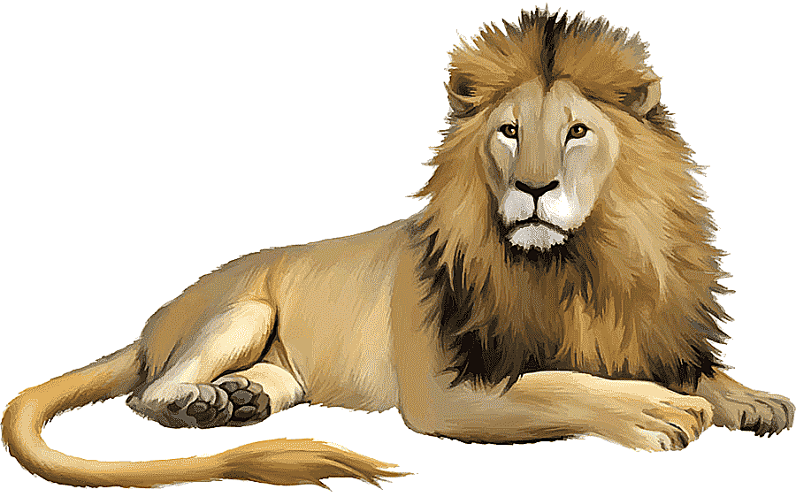 png clipart lion cartoon animal illustration lion comics mammal