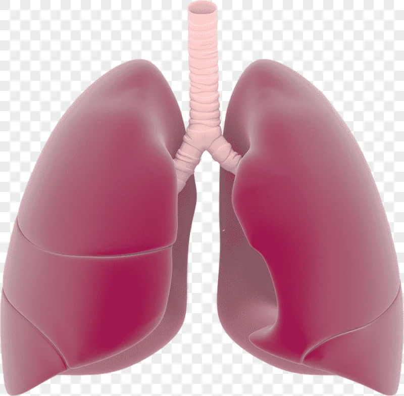 png clipart lung respiratory system lungs s heart presentation