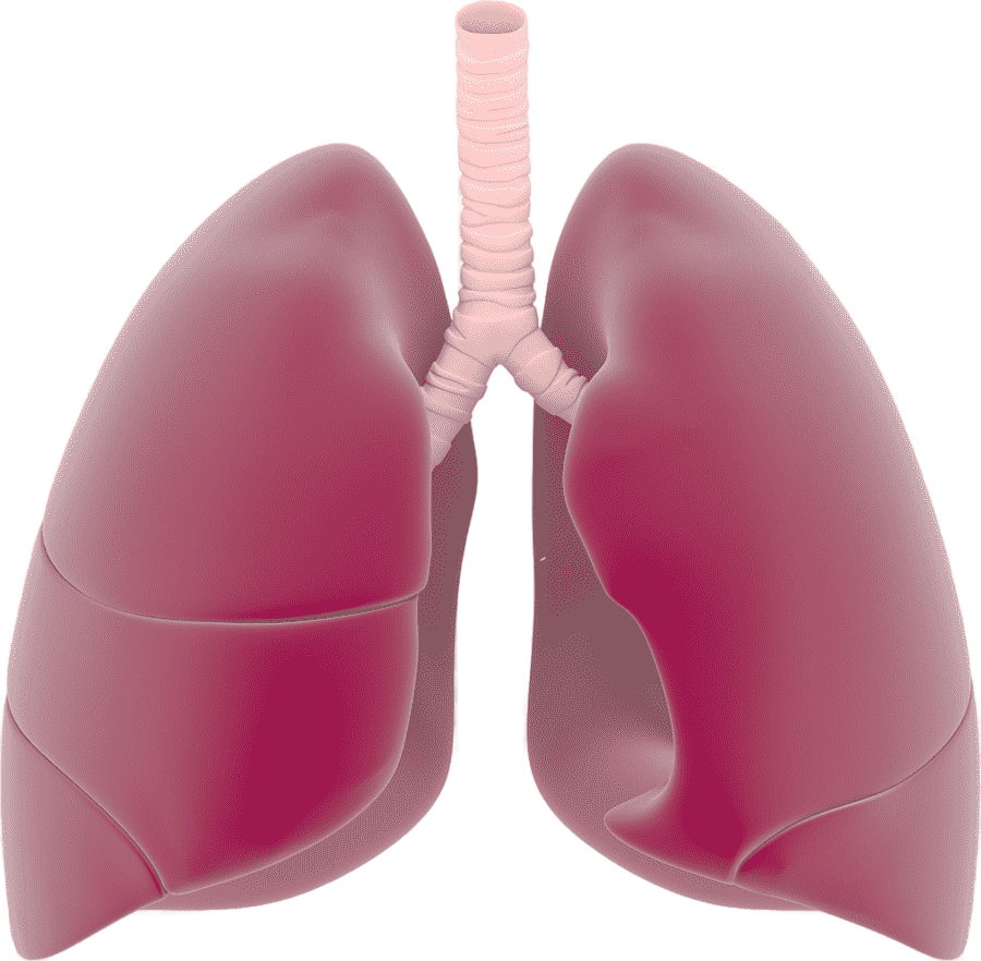 png clipart lung respiratory system lungs s heart presentation