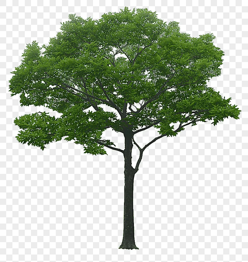png clipart luxuriant trees luxuriant trees tree layer