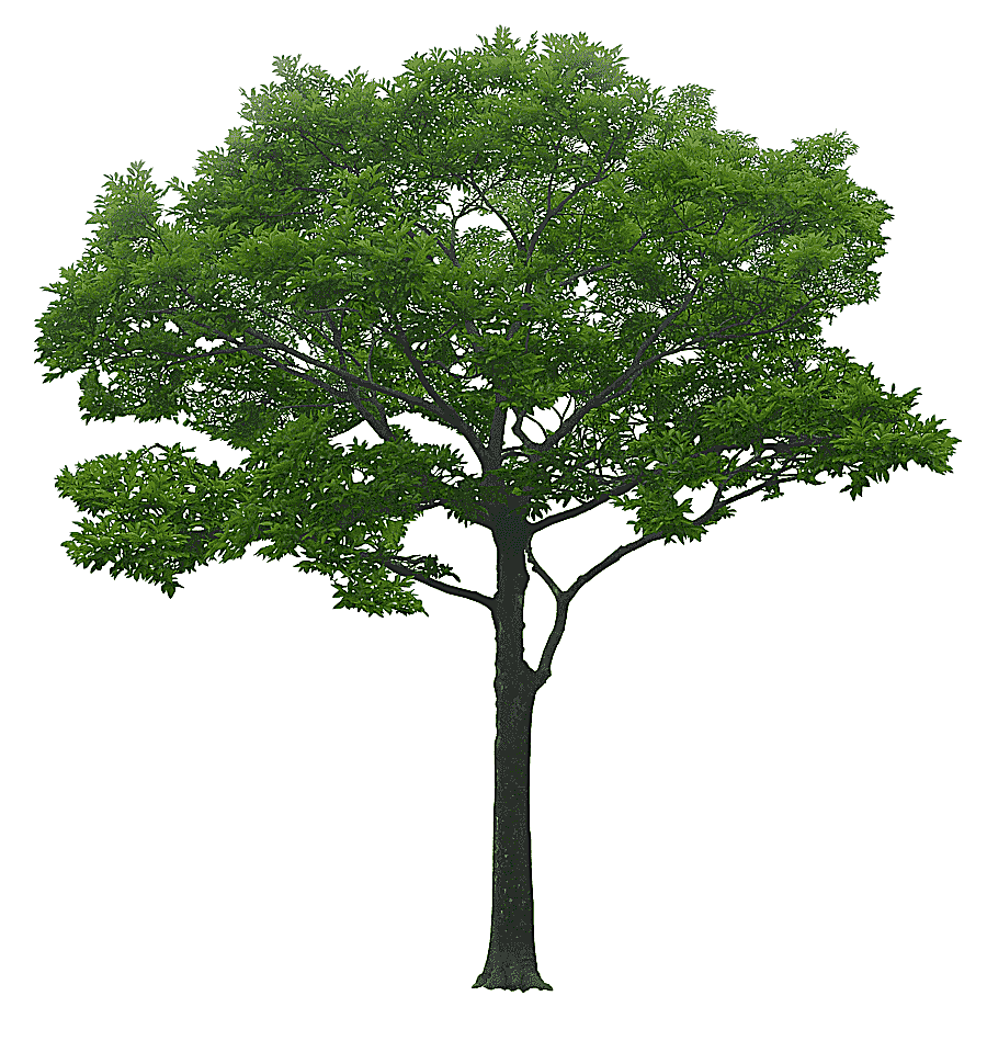 png clipart luxuriant trees luxuriant trees tree layer