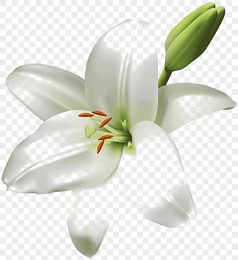 png clipart madonna lily cut flowers easter lily flower white lilium