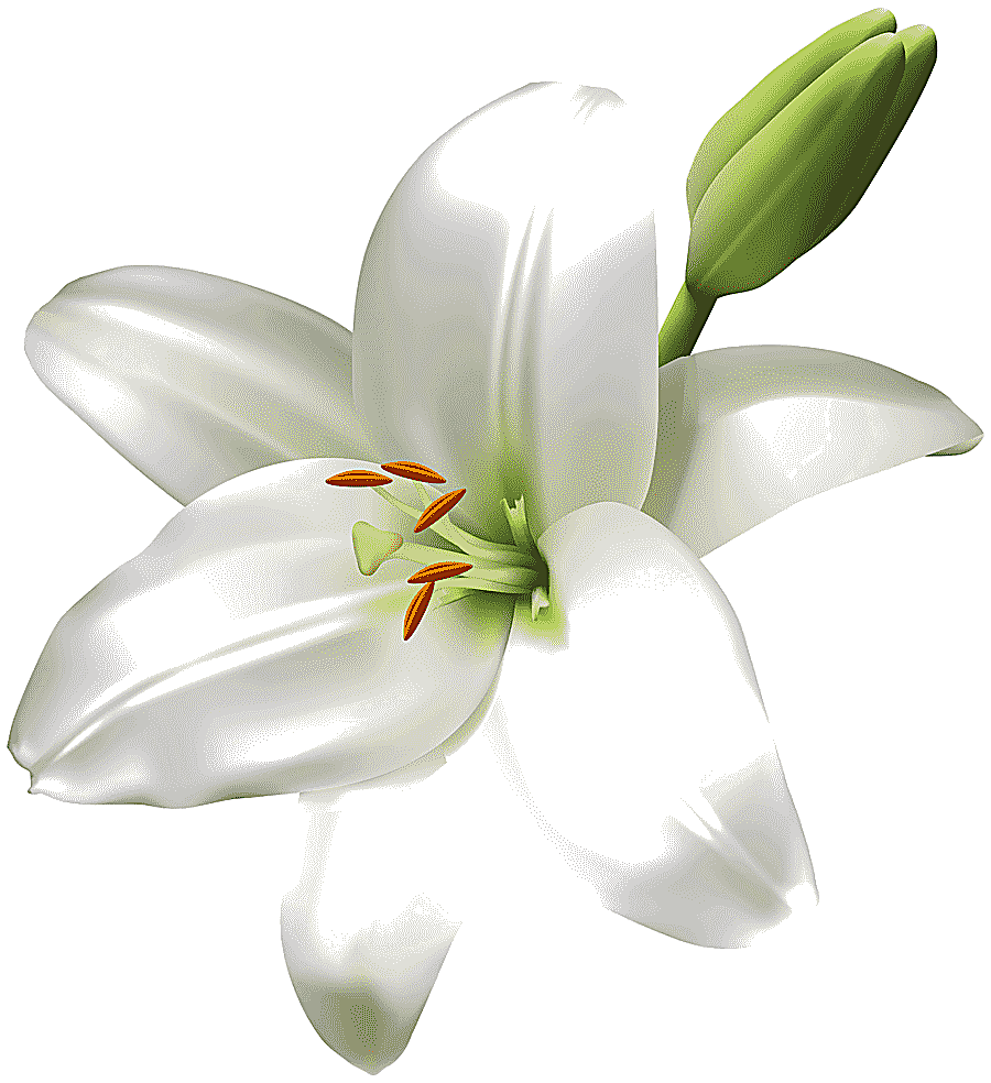 png clipart madonna lily cut flowers easter lily flower white lilium