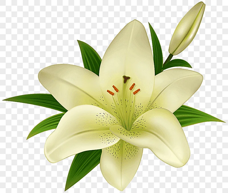 png clipart madonna lily easter lily flower