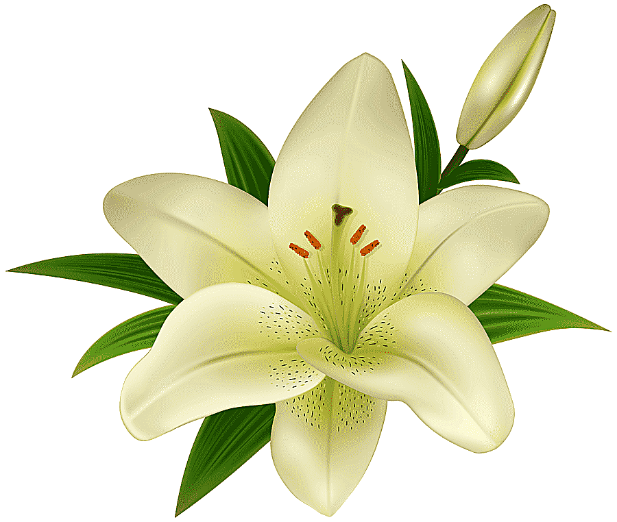 png clipart madonna lily easter lily flower