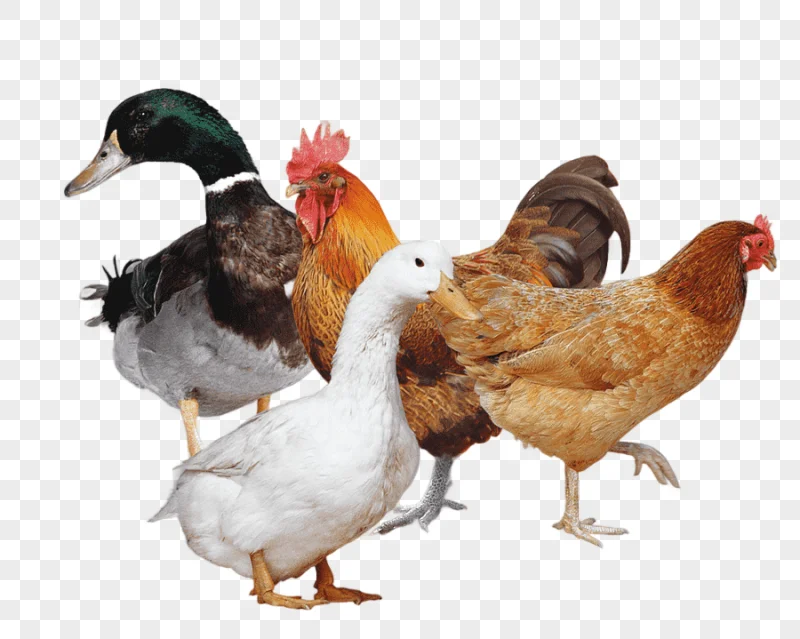 png clipart mallard duck and hen chicken duck chicken poultry rooster chicken animals chic