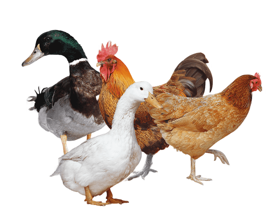 png clipart mallard duck and hen chicken duck chicken poultry rooster chicken animals chic